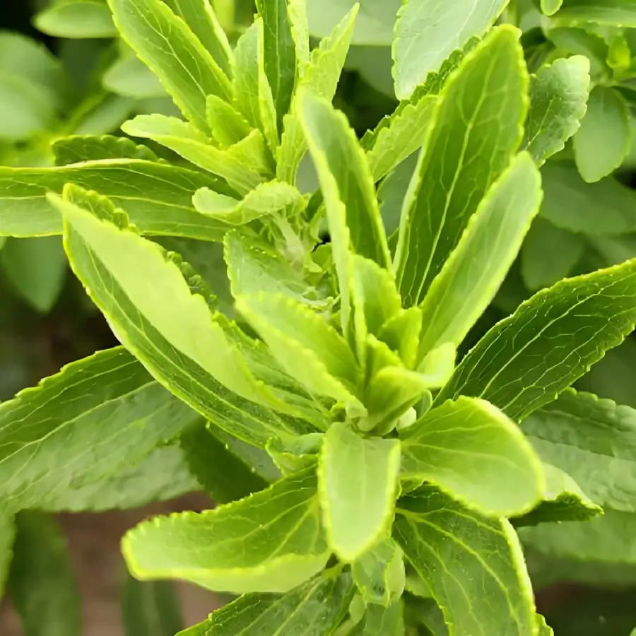 pure stevia extract powder wholesale