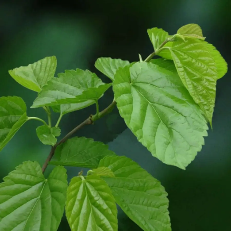 bluk mulberry leaf extract powder factory bluk mulberry leaf extract powder factory