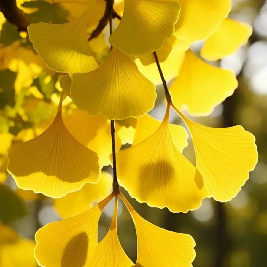 ginkgo biloba leaf extract powder supplier ginkgo biloba leaf extract powder supplier