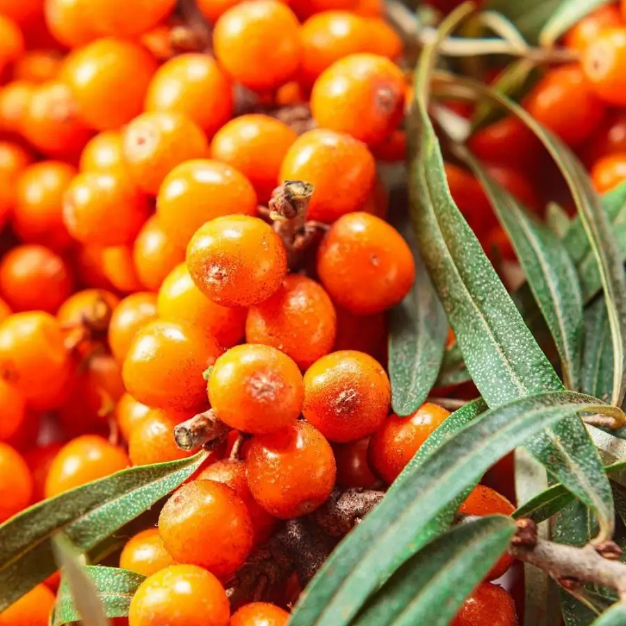 sea buckthorn extract powder wholesale sea buckthorn extract powder wholesale