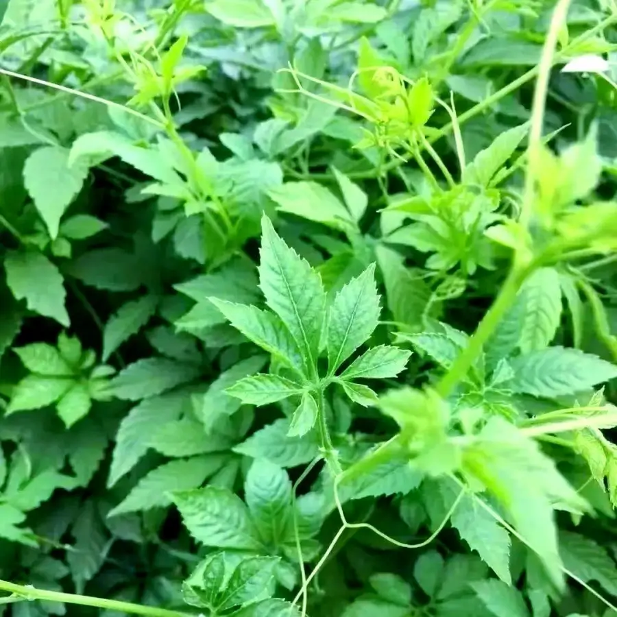 gynostemma pentaphyllum extract 80% powder gynostemma pentaphyllum extract 80% powder