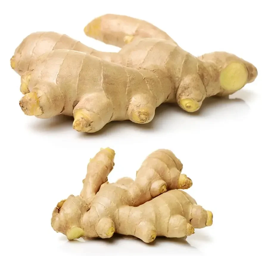 ginger rhizome powder gingerols supplier