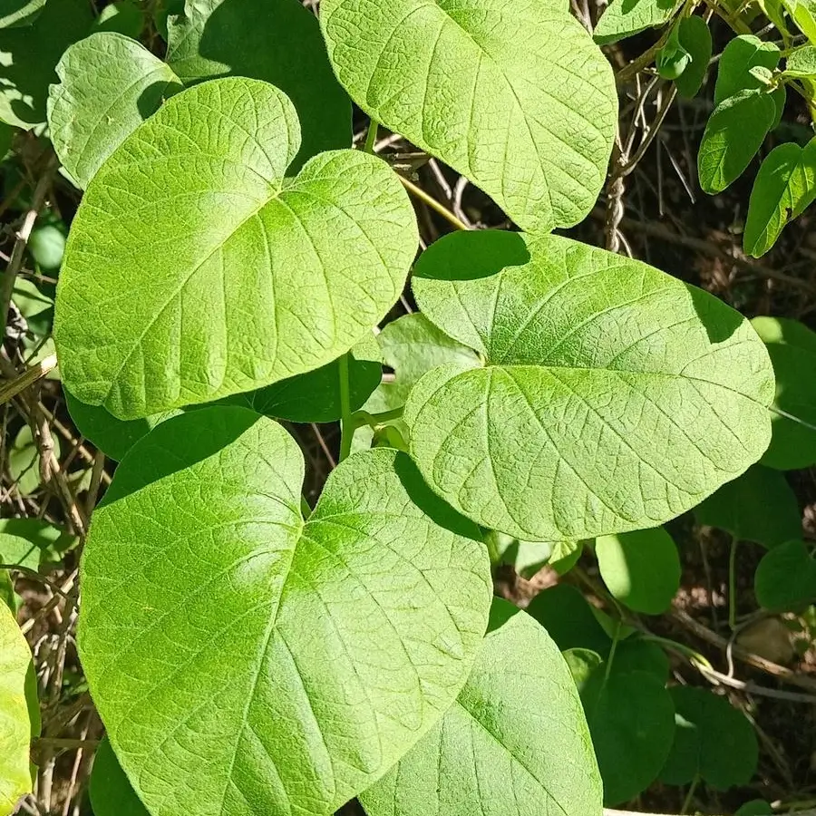 epimedium extract powder distributor epimedium extract powder distributor