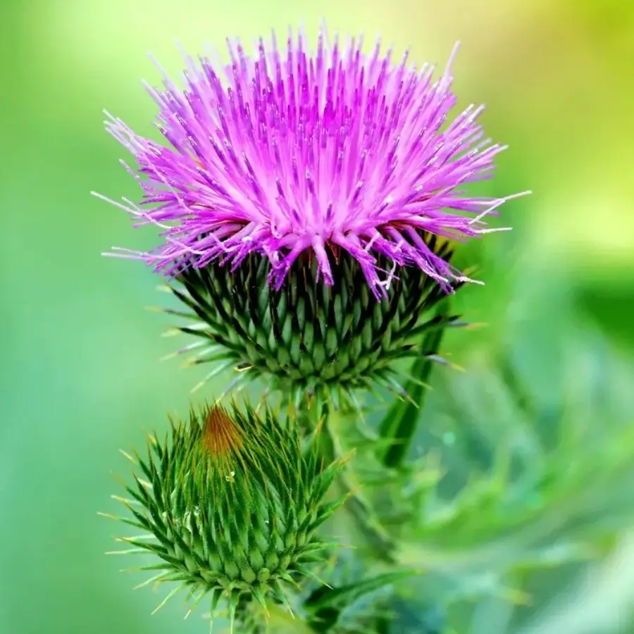 milk thistle extract powder distributor milk thistle extract powder distributor