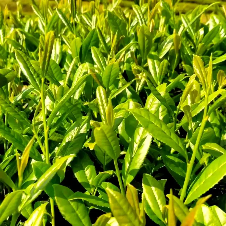 green tea polyphenols 98% powder manufacturer green tea polyphenols 98% powder manufacturer
